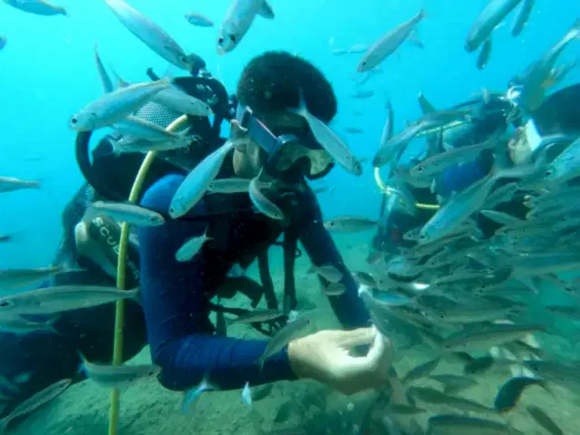 antalya dalış diving kaleici